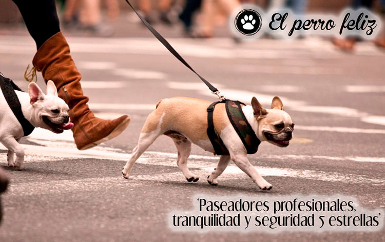 franquicia_animales_el_perro_feliz