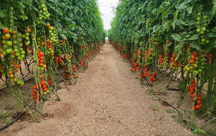 franquicia_alimentacion_ecologica