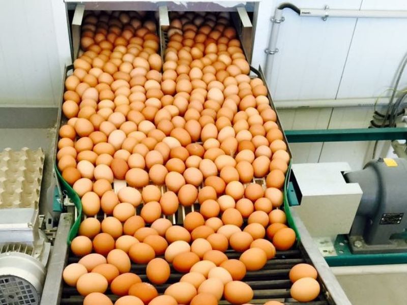 Franquicia de huevos en España