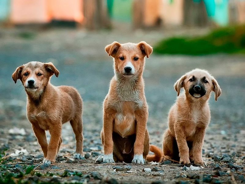 TerranovaCNC solidario en el perro adoptado