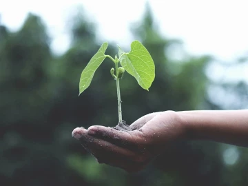 Persona cogiendo un árbol