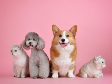Dos perros y dos gatos